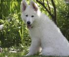 Белый швейцарский овчарка щенок